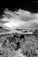Western river cove in mono 1/04